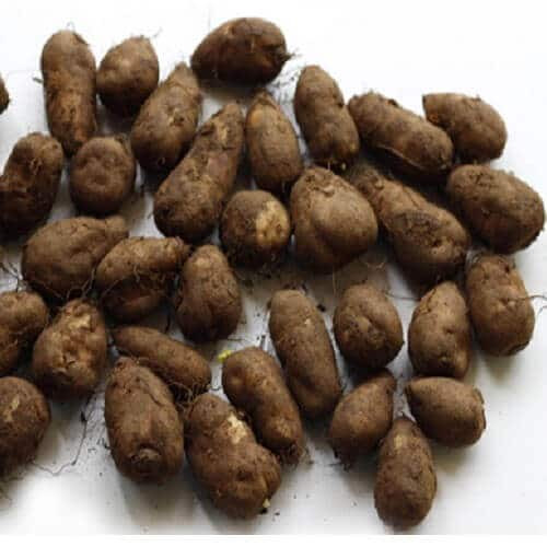 Kerala Special Homemade Fresh Nadan Koorka (നാടൻ കൂർക്ക) | Chinese Potato (500gm , 1 kg)