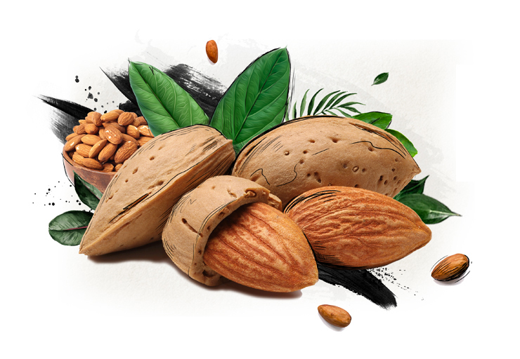 NATURAL FOODS Natural Foods NUTS Premium Almonds , 100 % Natural and Clean Almonds, Super Value Pack 1000 G
